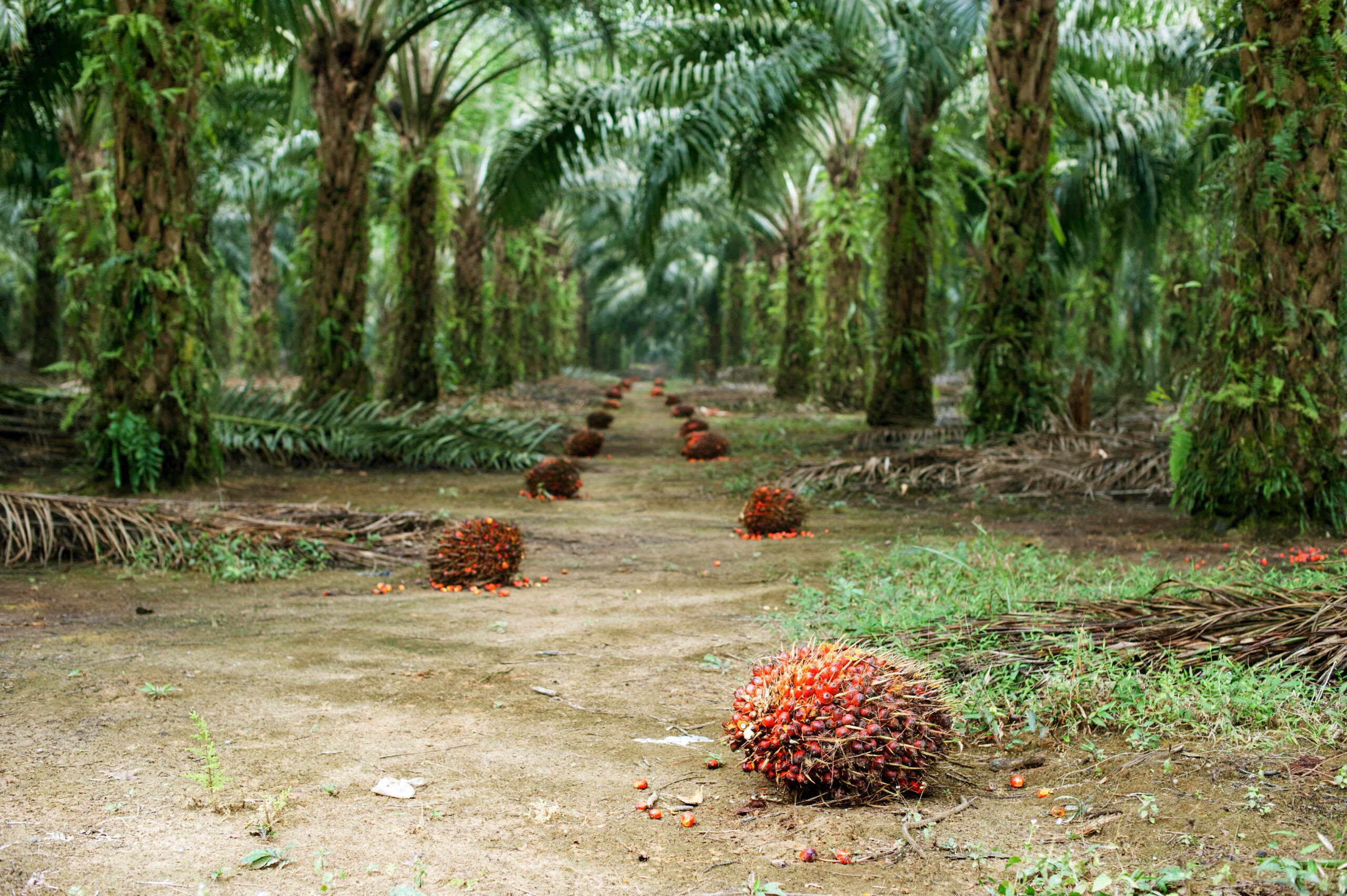 Kuala Kubu Baru Estates